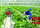 在农村创业干点什么好